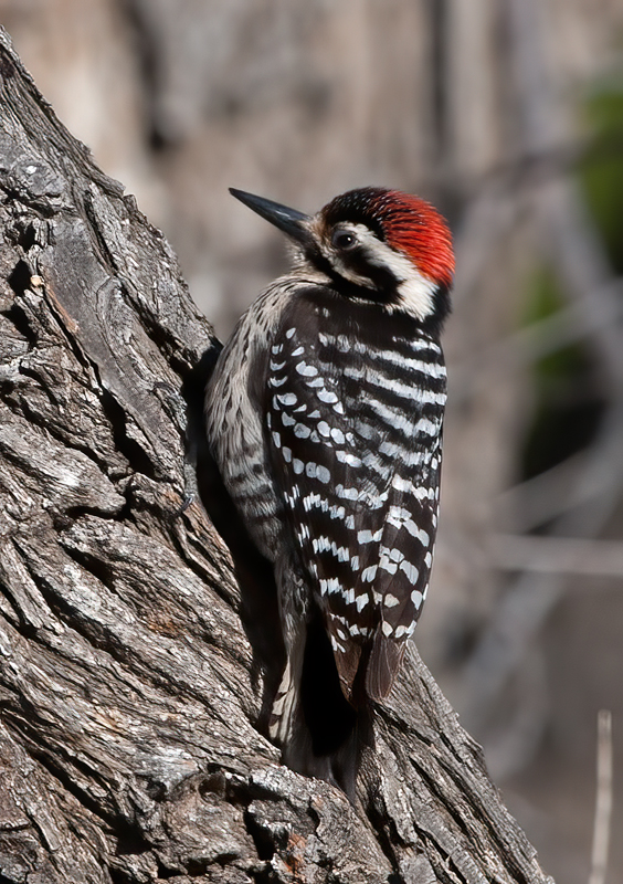 Nutalls_Woodpecker_13_CA_036