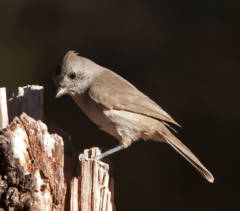 Oak_Titmouse_12_CA_007