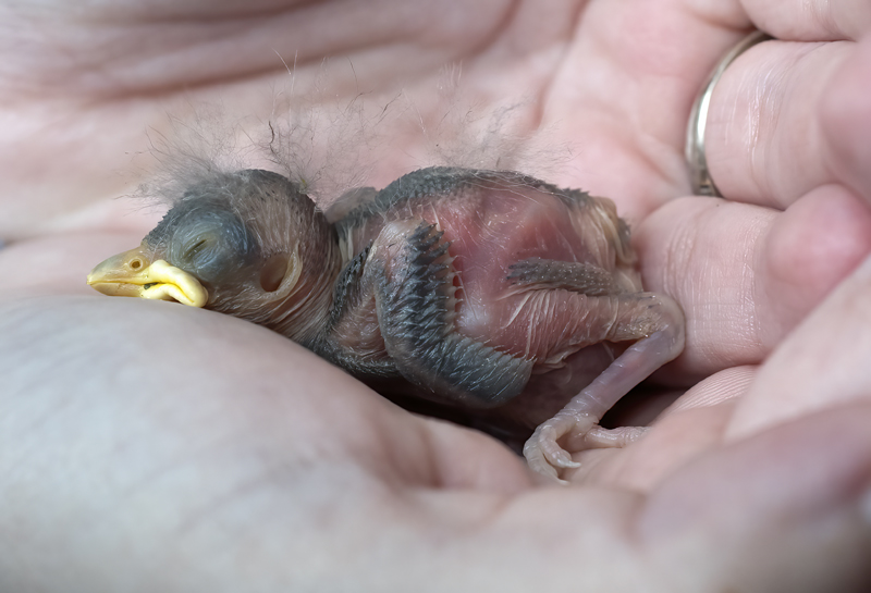 Oak_Titmouse_18_CA_010