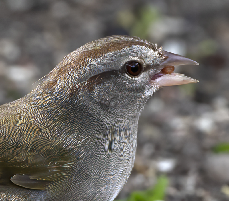 Olive_Sparrow_19_TX_007