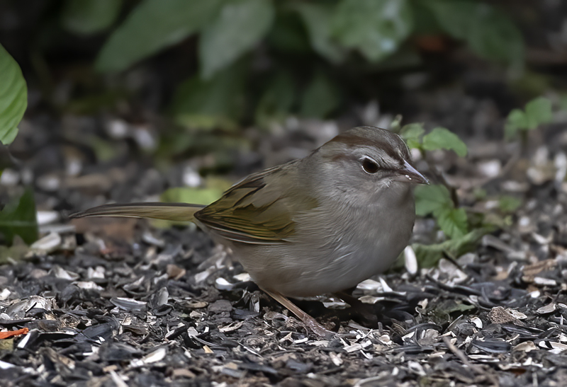 Olive_Sparrow_19_TX_009