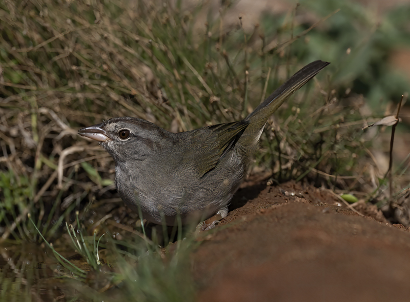 Olive_Sparrow_22_TX_010