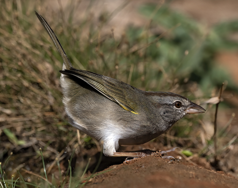 Olive_Sparrow_22_TX_016