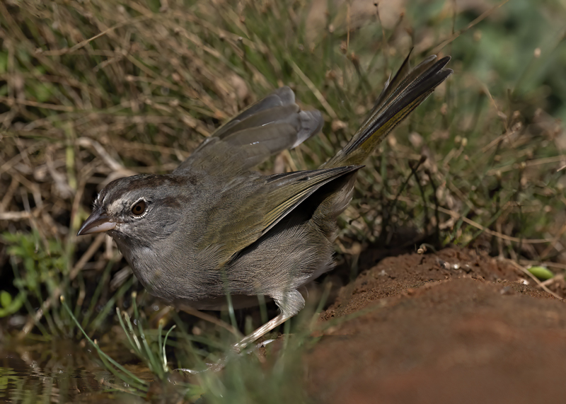 Olive_Sparrow_22_TX_019