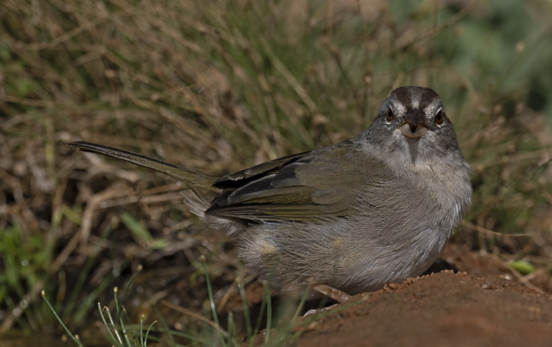 Olive_Sparrow_22_TX_038