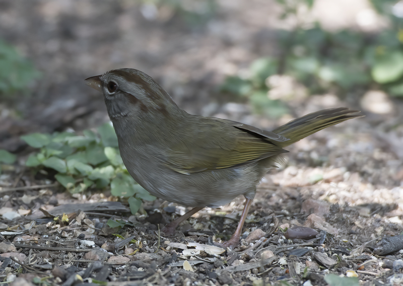 Olive_Sparrow_TX_18_012