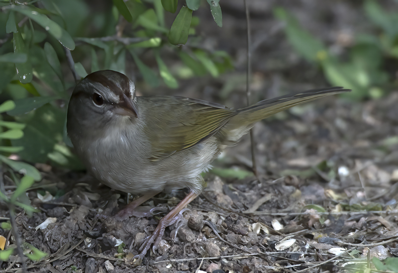 Olive_Sparrow_TX_18_017