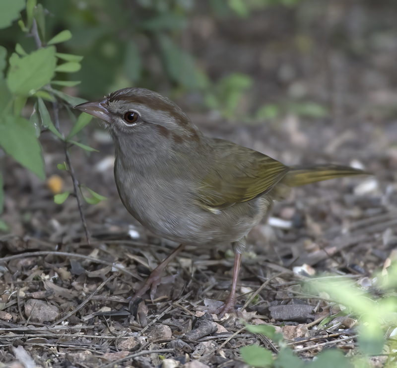 Olive_Sparrow_TX_18_025
