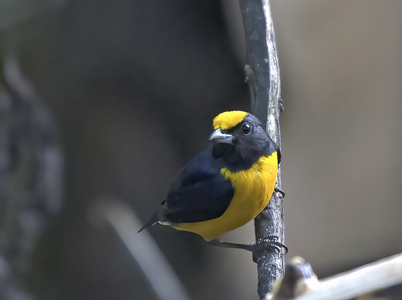 Orange-bellied_Euphonia_18_Ecuador_003