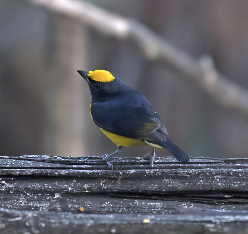 Orange-bellied_Euphonia_18_Ecuador_006