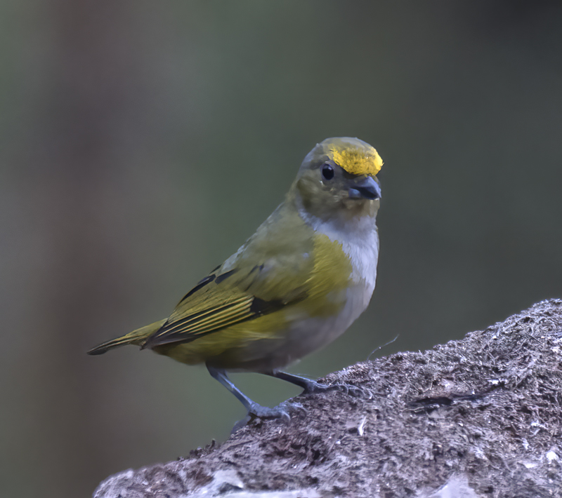 Orange-bellied_Euphonia_18_Ecuador_024