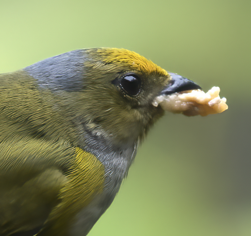 Orange-bellied_Euphonia_18_Ecuador_033a