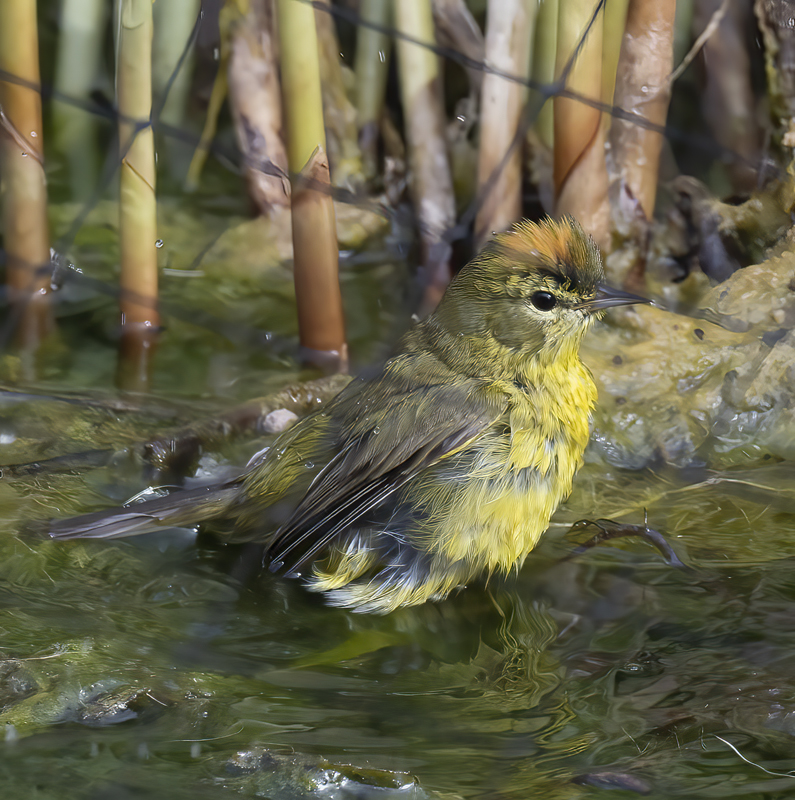 Orange-crowned_Warbler_21_CA_011