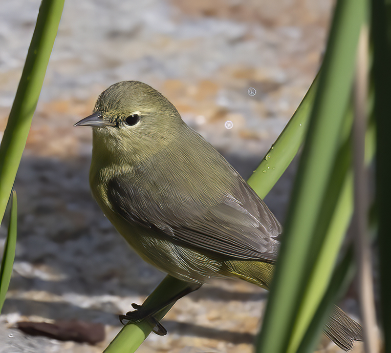 Orange-crowned_Warbler_21_CA_023
