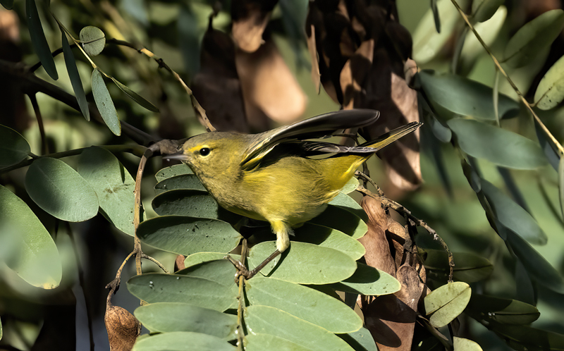 Orange-crowned_Warbler_22_CA_015