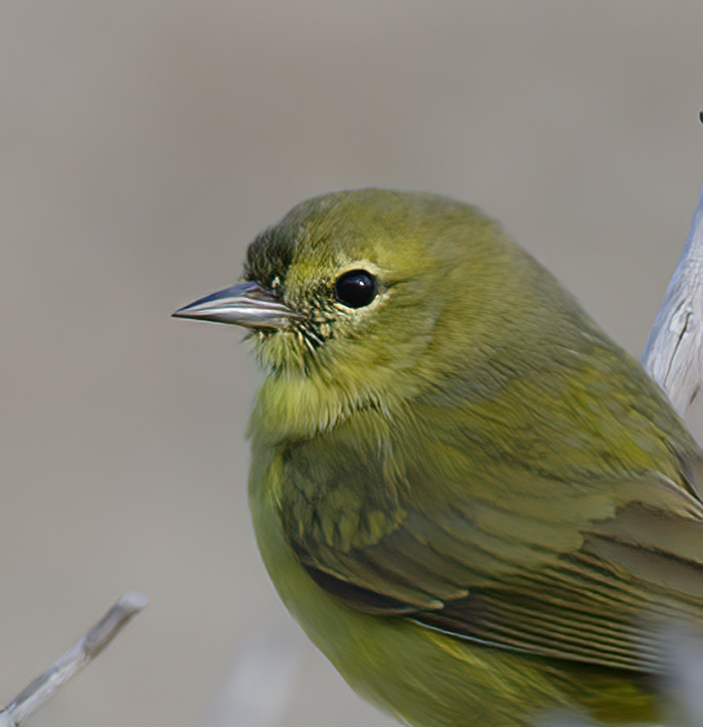 Orange_crowned_Warbler_14_CA_011