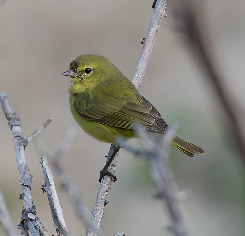 Orange_crowned_Warbler_14_CA_012