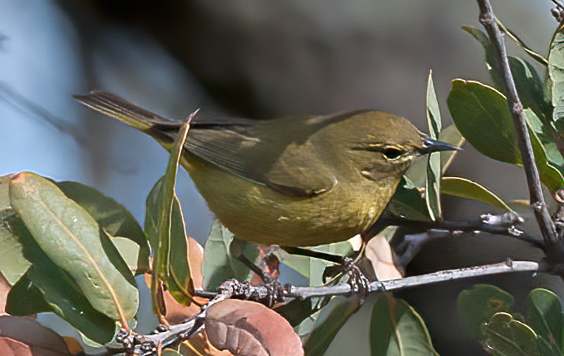 Orange_crowned_Warbler_14_CA_015