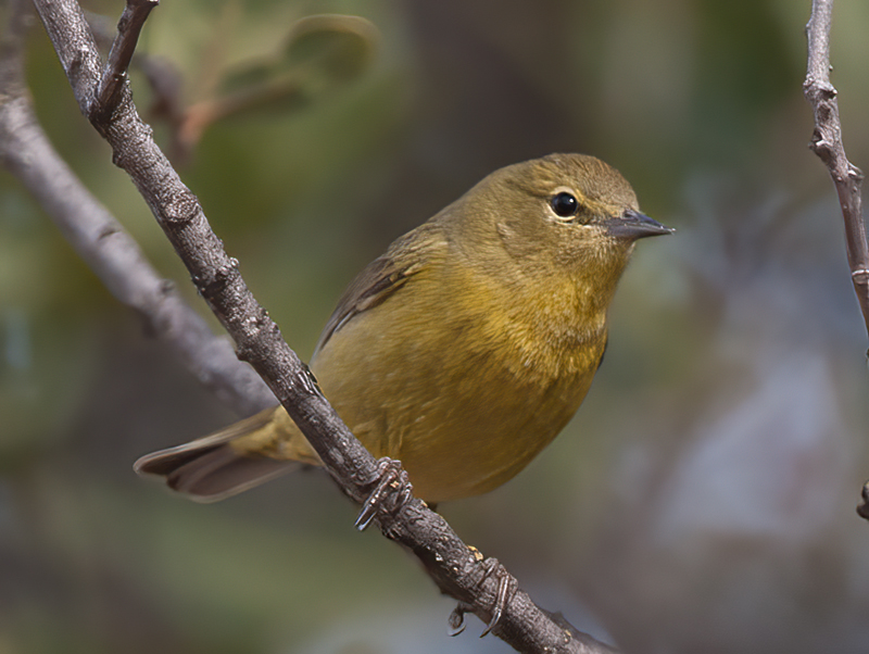 Orange_crowned_Warbler_14_CA_023