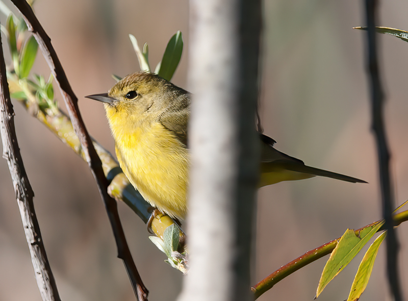 Orange_crowned_Warbler_14_CA_029