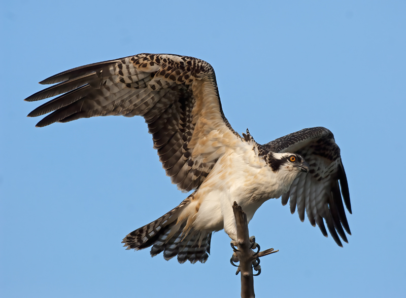 Osprey_08_FL_015
