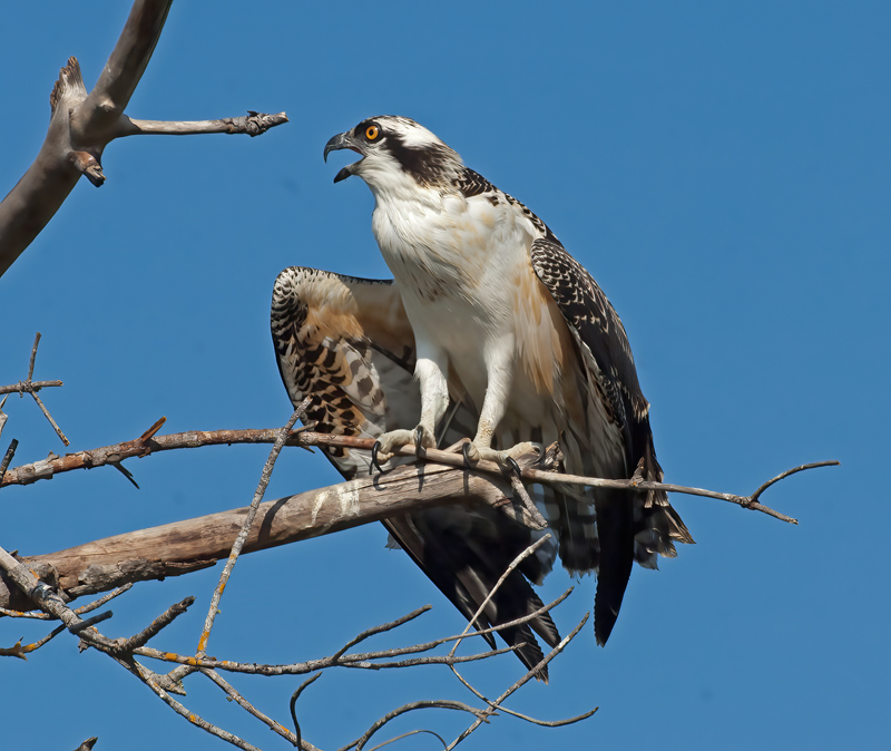 Osprey_08_FL_056