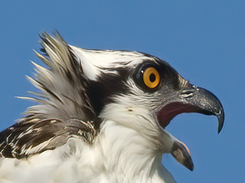 Osprey_08_FL_059