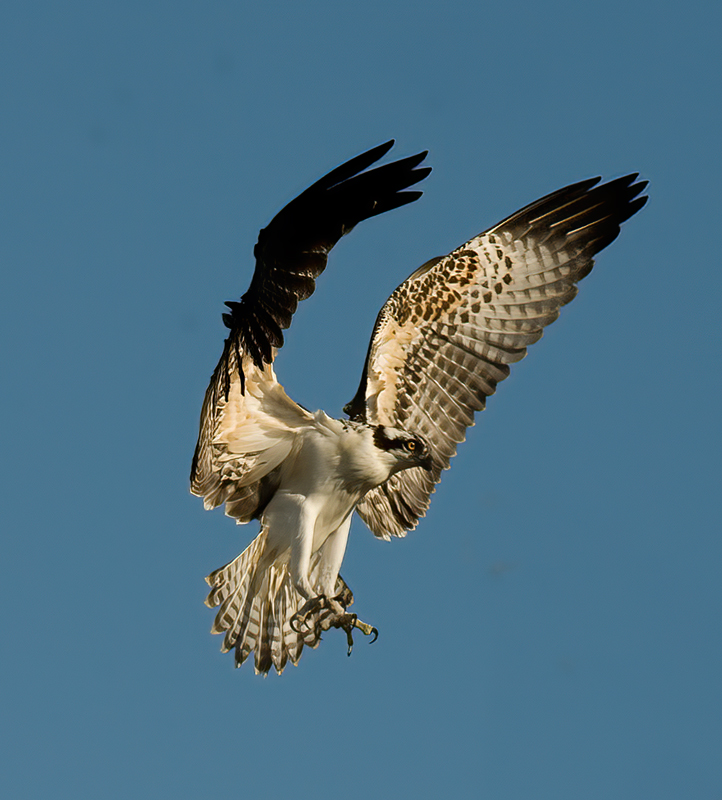 Osprey_08_FL_155