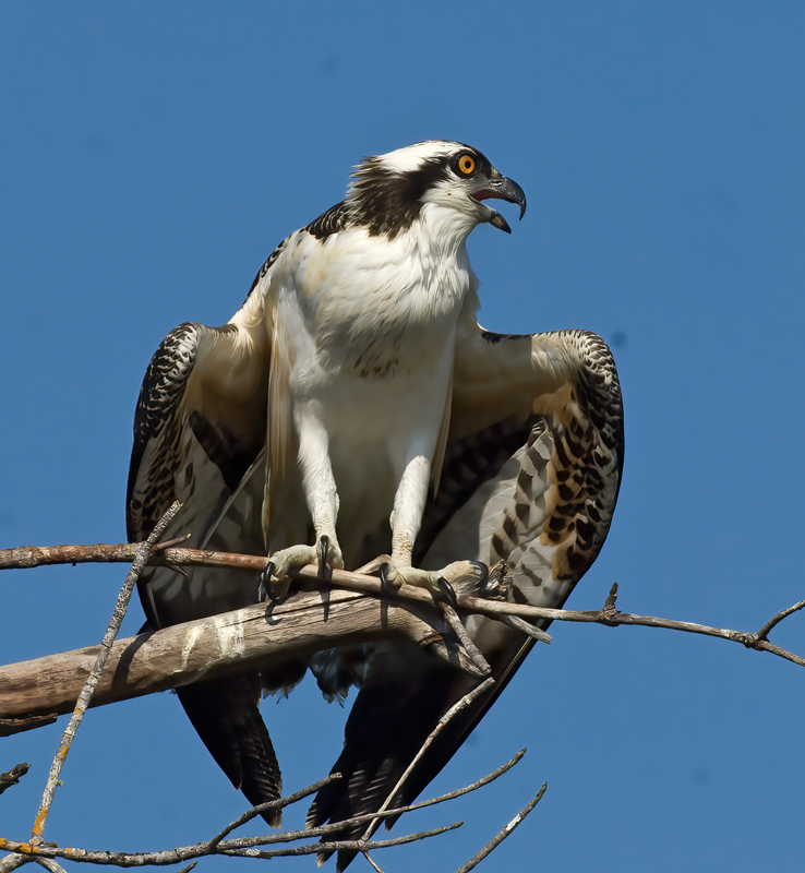 Osprey_09_FL_078