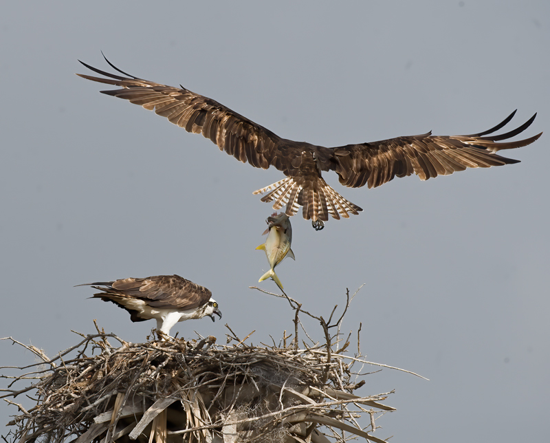 Osprey_09_FL_334