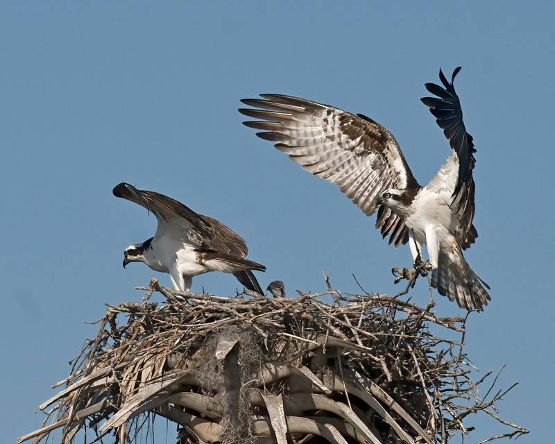 Osprey_09_FL_423