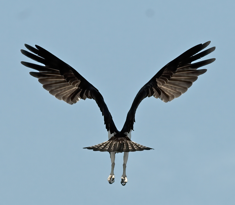 Osprey_09_FL_431