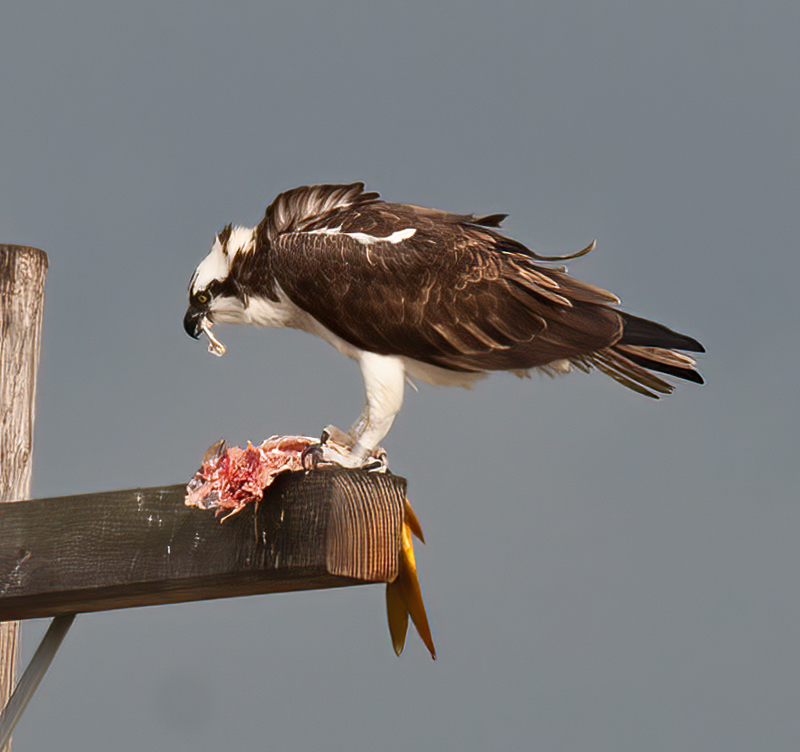 Osprey_10_FL_018