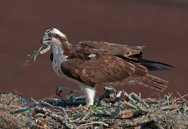 Osprey_11_FL_044