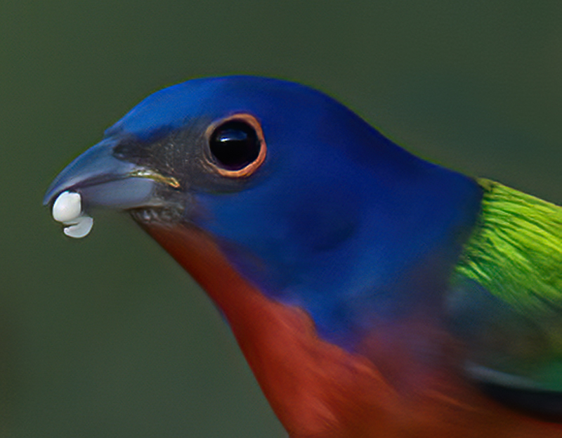 Painted_Bunting_09_FL_026