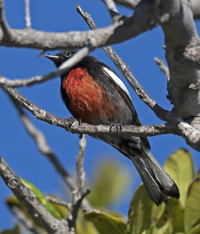 Painted_Redstart_17_CA_006