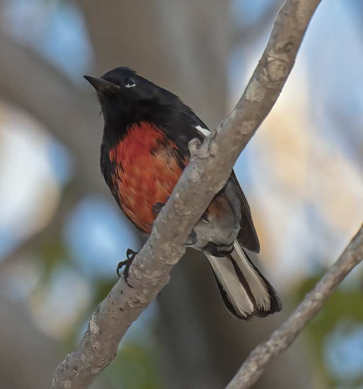 Painted_Redstart_17_CA_020