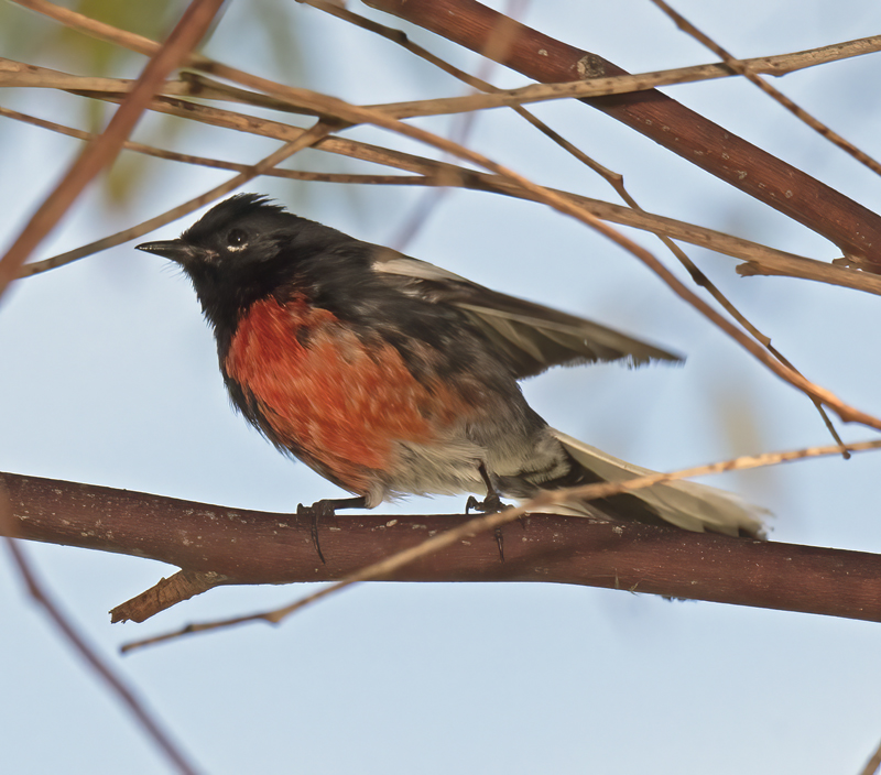 Painted_Redstart_17_CA_026