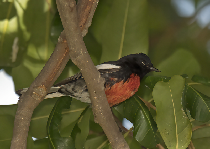 Painted_Redstart_17_CA_030