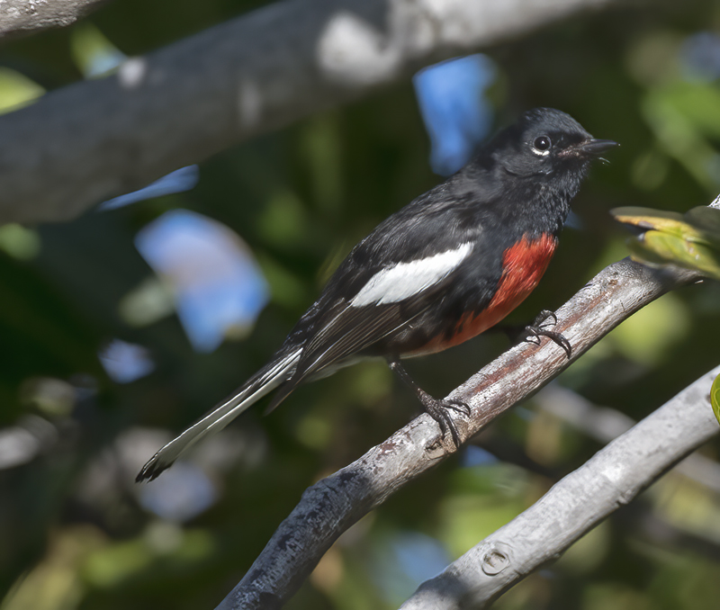 Painted_Redstart_17_CA_047