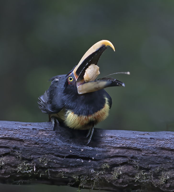 Pale-mandibled_Aracari_18_Ecuador_014