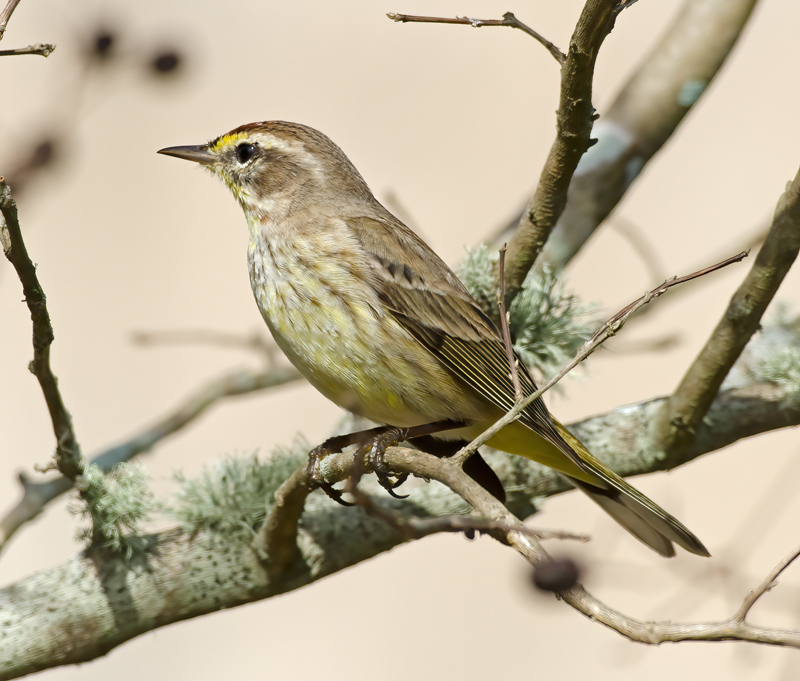 Palm_Warbler_12_FL_010