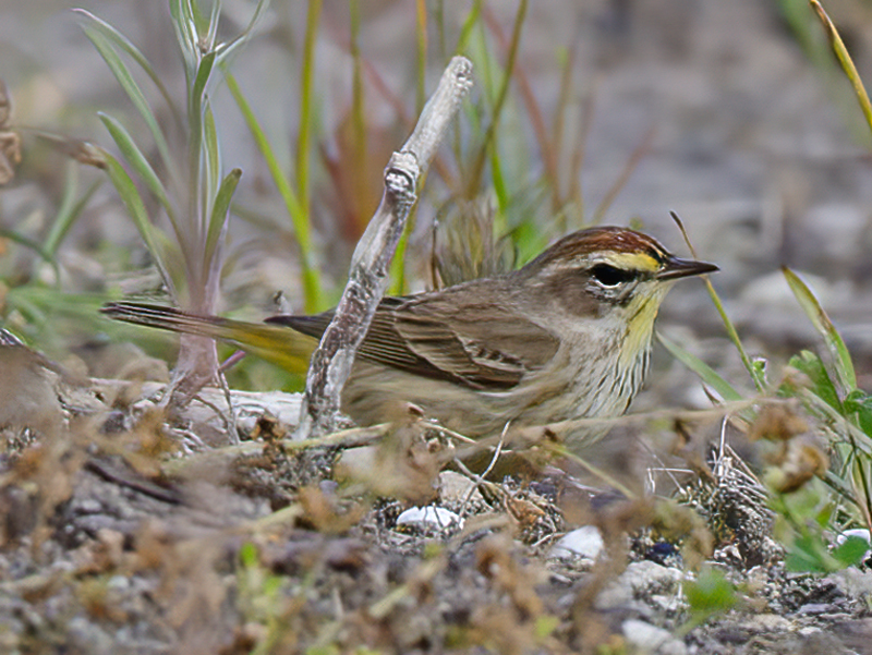 Palm_Warbler_12_FL_011