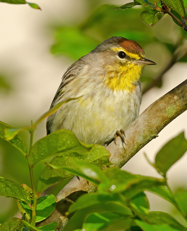 Palm_Warbler_12_FL_029