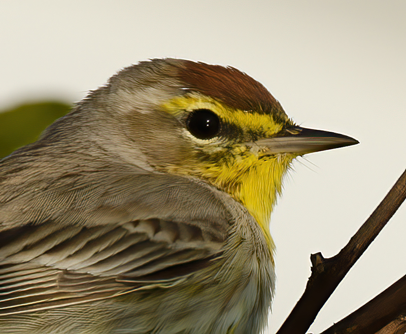 Palm_Warbler_12_FL_034