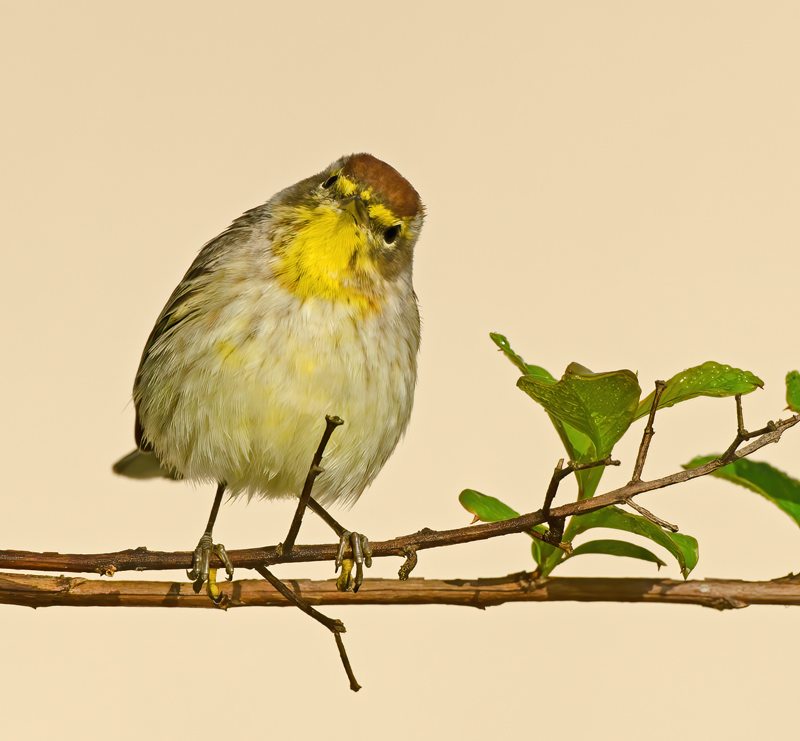Palm_Warbler_12_FL_040