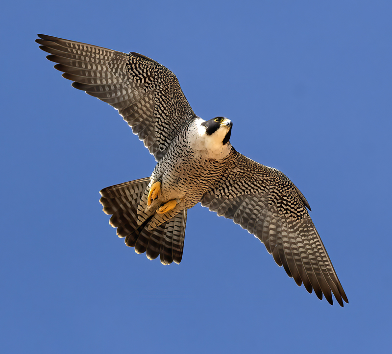 Peregrine_Falcon_21_CA_044