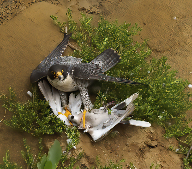 Peregrine_Falcon_21_CA_114