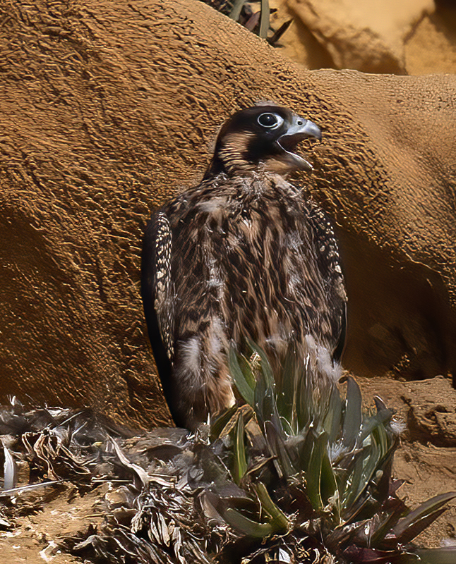 Peregrine_Falcon_21_CA_188