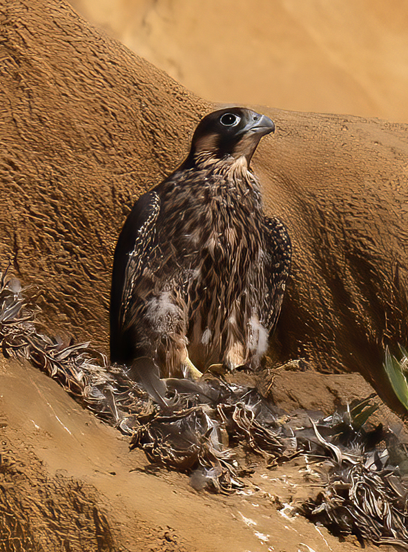 Peregrine_Falcon_21_CA_199